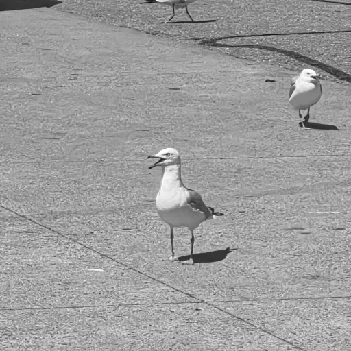 Seagull Mor's avatar