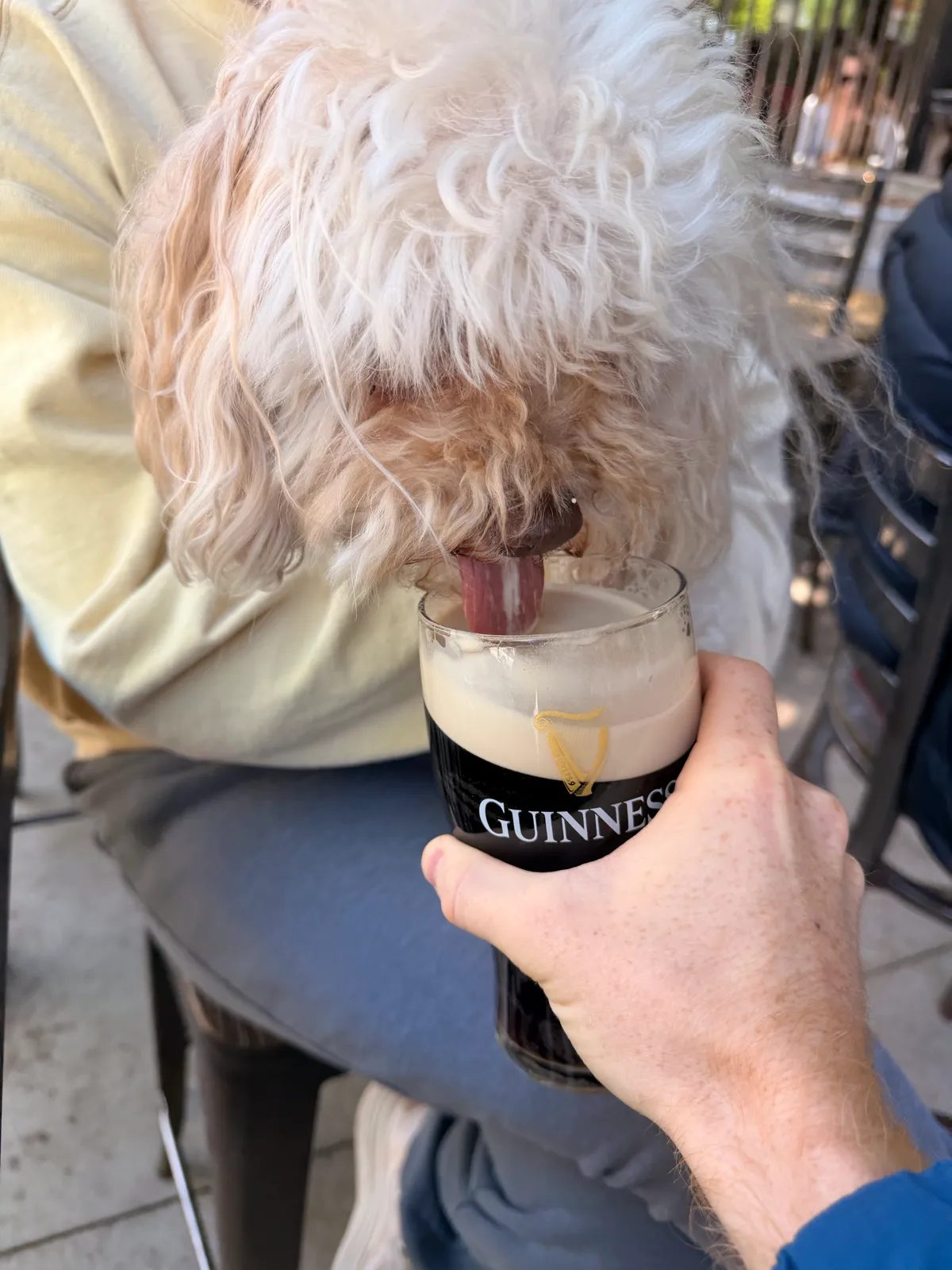 Image of Guinness drink 1